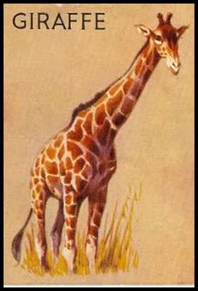 R15-1 Giraffe.jpg